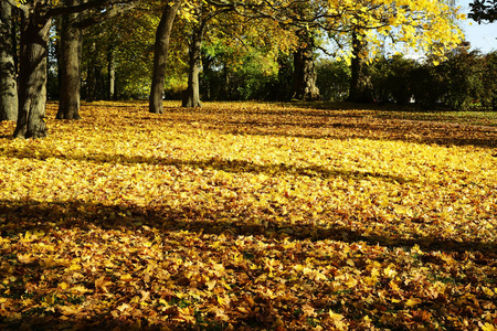 秋天的黄色叶子在公园在一个晴朗的天