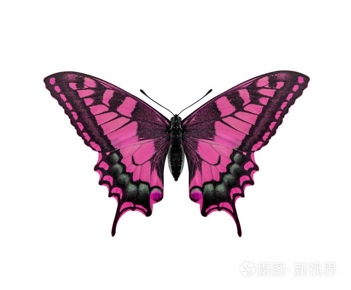 孤立的白色背景上的粉红蝴蝶