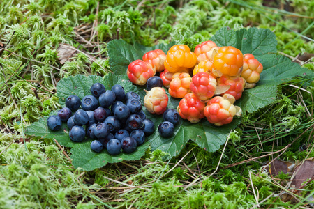 [电影]蛇草莓照片