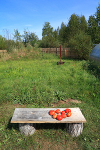 木制长凳上的红色西红柿