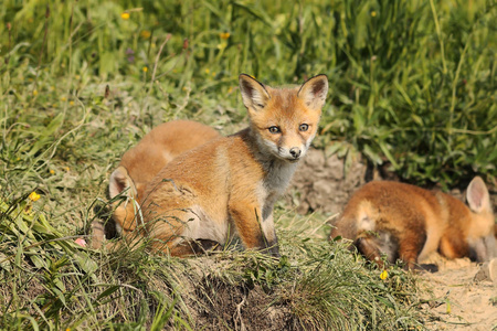 自然栖息地的红狐家族