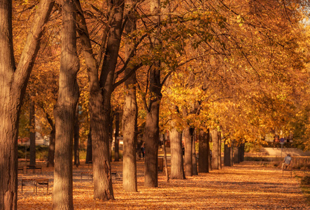 五颜六色的树叶在秋天的公园
