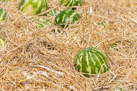 农户市场中的绿色有机成熟西瓜桩