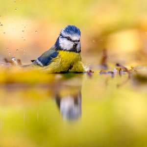 蓝雀在水黄色秋天背景