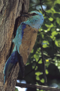 欧洲滚子鸟, Coracias garrulus