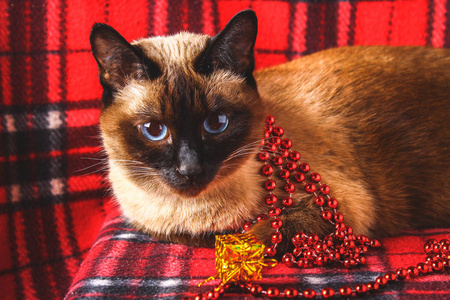 暹罗猫与圣诞玩具, 装饰, 装饰品的红色格子。猫在玩玩具