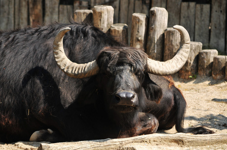 水牛分非洲水牛和亚洲水牛两种 南非或北美的野牛 威胁 恐吓