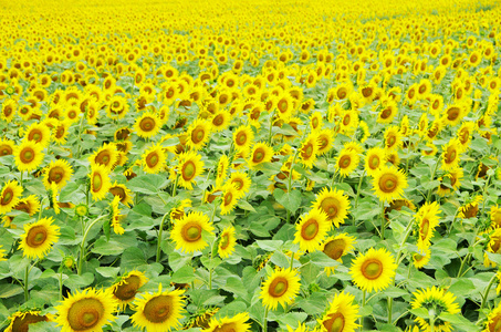 向日葵，葵花 sunflower的名词复数 
