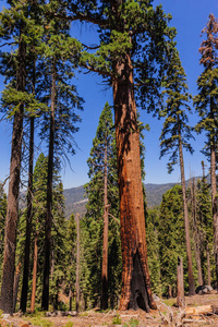 谢尔曼的小树林中的巨杉图片
