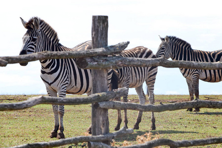 动物园围栏后面的斑马图片