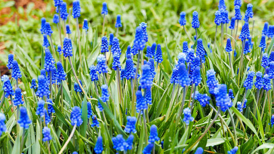 绿色背景下的蓝色花朵 Muscari