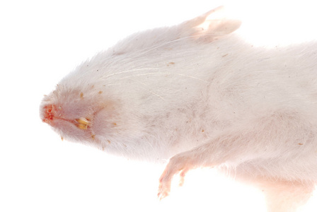 大鼠牙齿详情照片