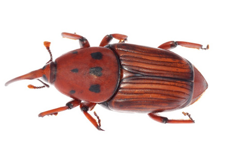 亚洲象鼻动物象鼻甲虫照片