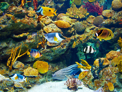 丰富多彩的水族馆生活