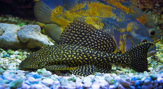 Sailfin PlecoPlecostumus 鱼Loricariidae