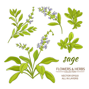 sage 向量集