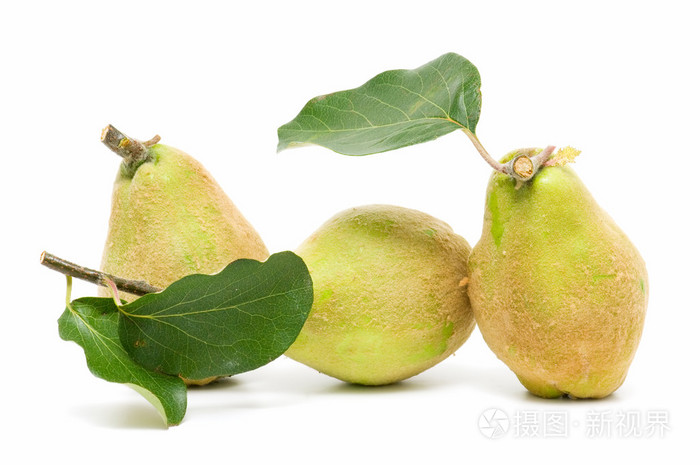 新鲜quince