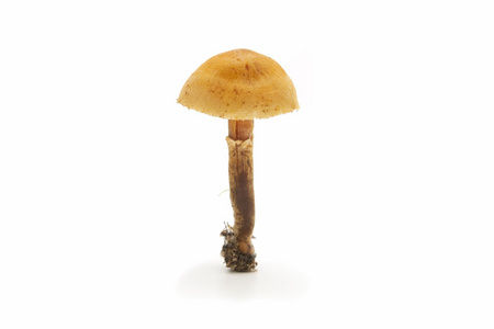 季节性蘑菇
