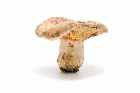 季节性蘑菇