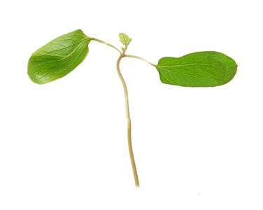 第一叶蓖麻油植物树苗图片