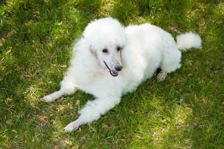 白色狮子狗.照片