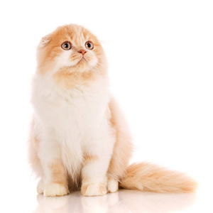 漂亮的纯种猫红发小猫苏格兰猫的画像