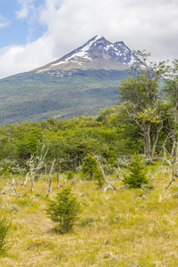 雪山森林在海岸小径, 火地岛国家 P