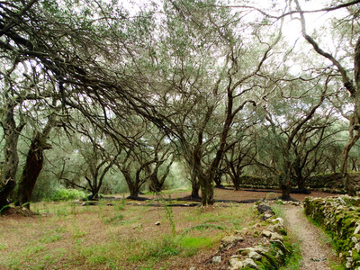 在科孚岛上的橄榄树花园景观