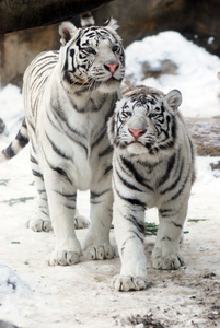 两只白虎