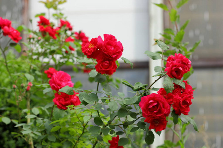 情人节, 粉红玫瑰, 3月8日, 贺卡与鲜花在节日, 自然背景, 粉红色的花朵在流行艺术风格, 艺术