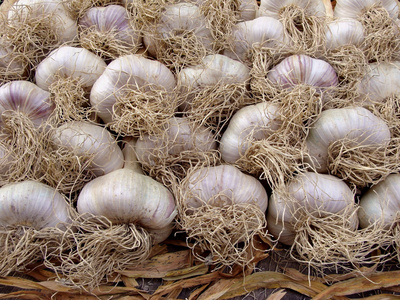 大蒜鳞茎萌芽图片