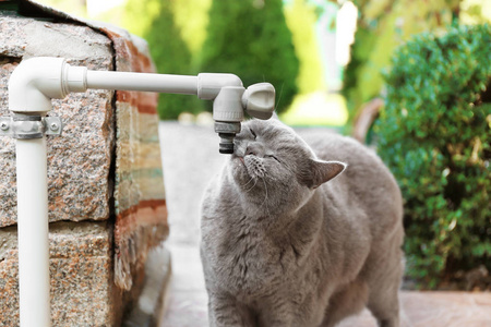 滑稽的猫饮用的水