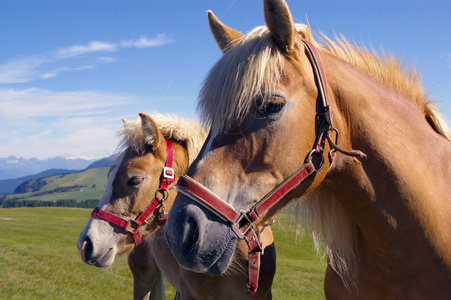 马 horse的名词复数  骑马的军人，骑兵