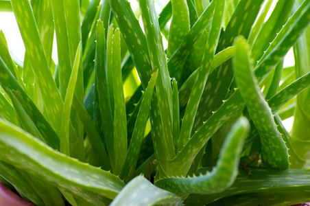 库拉索芦荟图片