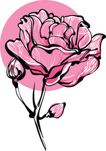 白色背景上含苞待放的粉红色玫瑰