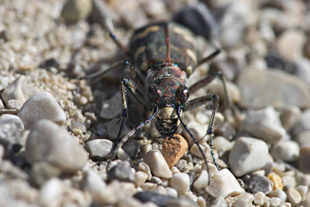 老虎甲虫Cicindela silvicola巴伐利亚