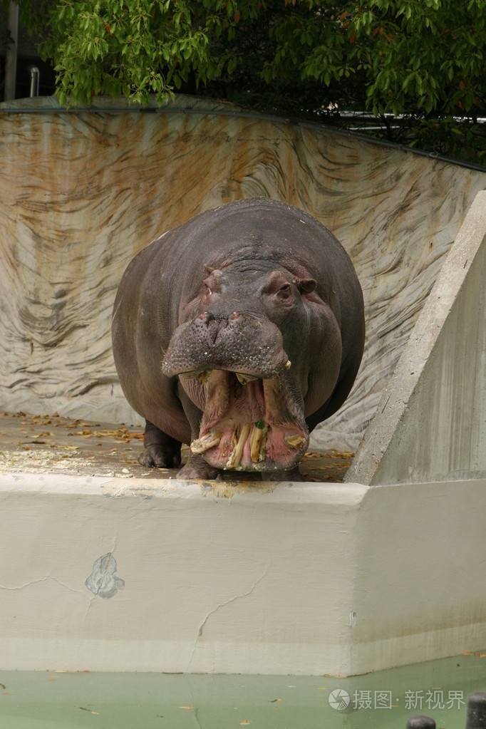 河马大嘴巴
