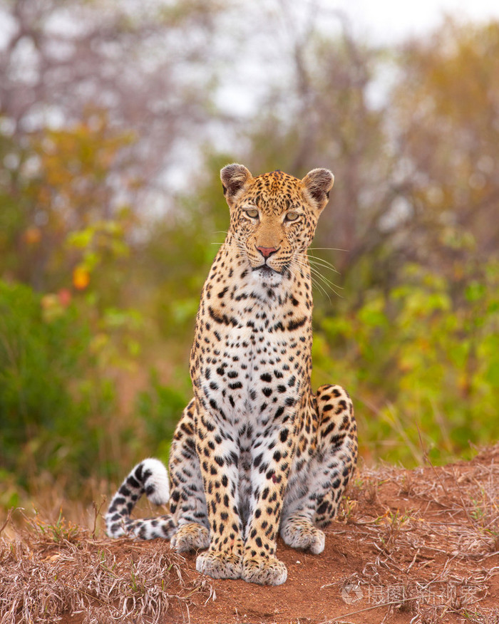 美洲豹坐在萨凡纳照片-正版商用图片03g72t-摄图新视界