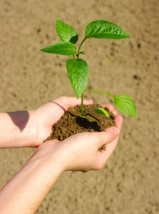 生长的绿色植物