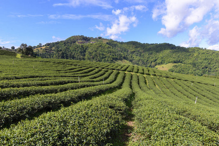 与蓝天的茶场的行列