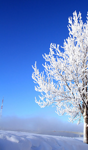 白雪中的树