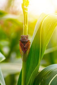 巨大的蝉坐在 feaf 上照片