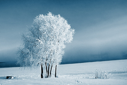 白雪中的树