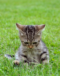 草地上的猫