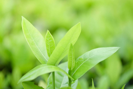 绿色壁纸无阳光图片