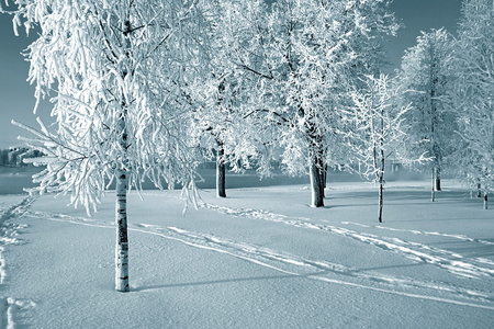 白雪中的树