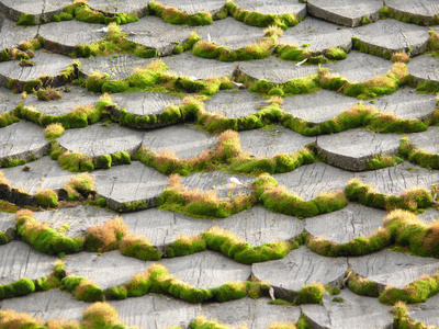 木屋顶苔藓的背景