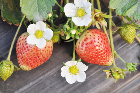 新鲜成熟的红甜草莓