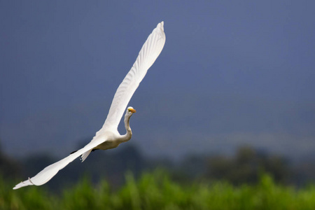 白色白鹭在自然背景下飞行的图像。动物.你