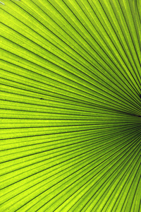 扇子草棕榈叶(可用来制帽,扇子,篮子等) 棕叶照片